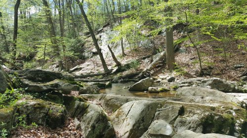 A serene forest scene featuring a clear stream flowing over rocks, surrounded by lush green trees and sunlight.