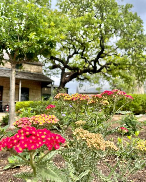 Colorful flowers in the foreground with a large tree and a house in the background under a cloudy sky.