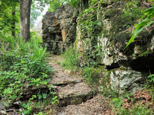 A narrow, rocky path winds through lush greenery and moss-covered rocks in a forested area.