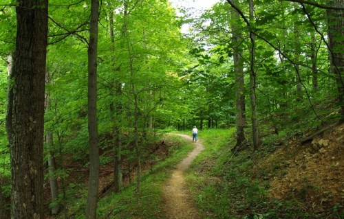 A person walks along a winding path through a lush green forest, surrounded by tall trees and vibrant foliage.