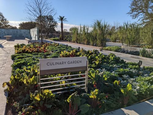 A vibrant culinary garden with various leafy greens and a sign labeled "Culinary Garden" under a clear blue sky.