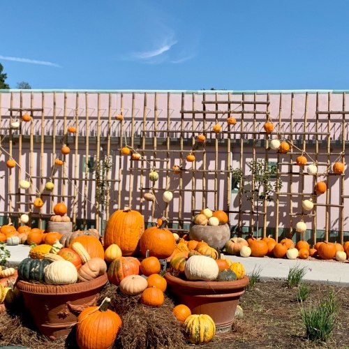 A vibrant display of pumpkins and gourds arranged in pots and on a trellis against a pastel pink wall.