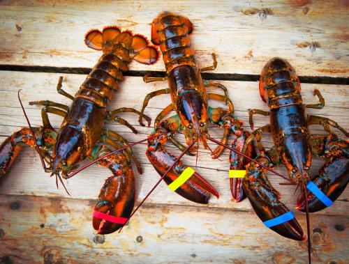 Three lobsters with colorful bands on their claws, resting on a wooden surface.