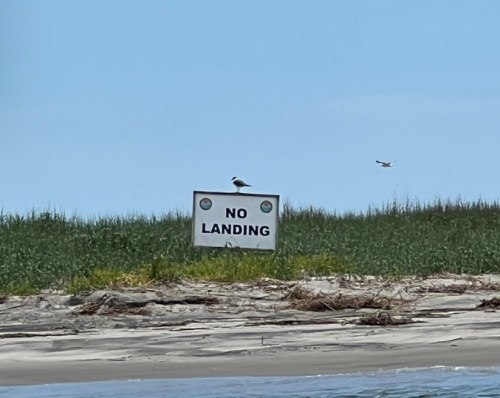A sign reading "NO LANDING" stands on a beach, with grass in the background and a bird perched on top.
