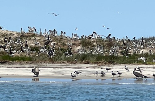 A coastal scene with numerous pelicans and seagulls on the shore and in the air, surrounded by sandy dunes and greenery.