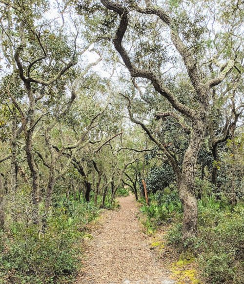 A winding dirt path through a dense forest with twisted trees and lush greenery on either side.