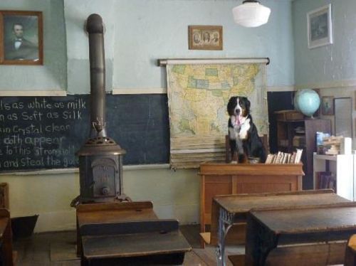 A dog sits on a desk in a vintage classroom, with a map on the wall and old-fashioned desks and a stove.