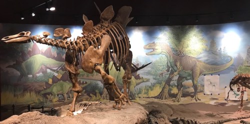 A dinosaur skeleton displayed in a museum, with a colorful mural of prehistoric scenes in the background.