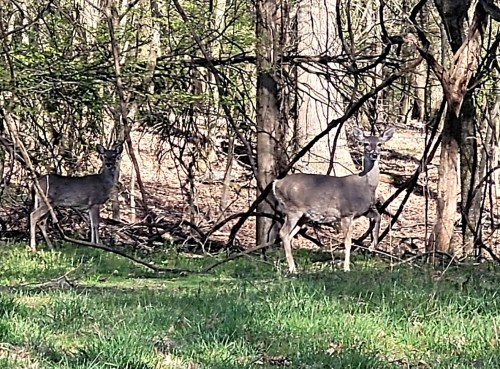 Two deer stand among trees in a forest, with green grass in the foreground and sunlight filtering through the branches.