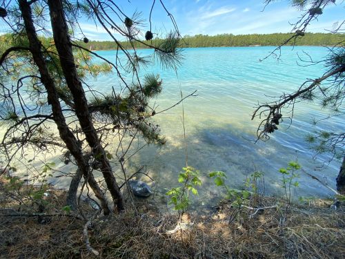 A serene lakeside view with clear turquoise water, framed by trees and greenery along the shore.