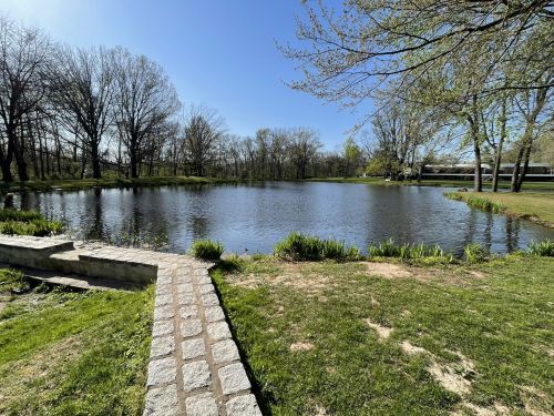 A serene pond surrounded by trees and grass, with a stone pathway leading to the water under a clear blue sky.