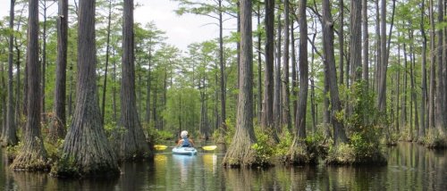 A person kayaking through a serene, tree-lined waterway surrounded by lush greenery and cypress trees.