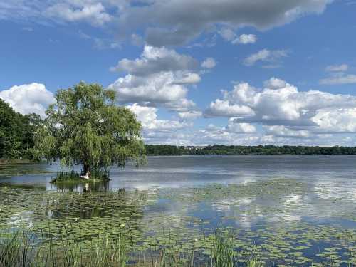 A serene lake scene with a lone tree, lily pads, and fluffy clouds reflecting in the water under a blue sky.