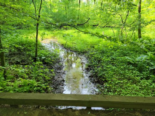A serene forest scene featuring a small stream surrounded by lush green vegetation and trees.