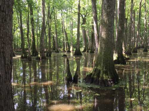 A serene swamp scene with tall trees reflecting in still water, surrounded by lush green foliage.