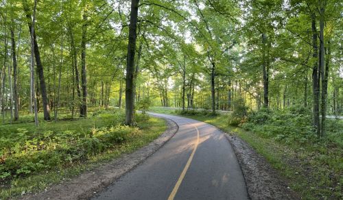 A winding path through a lush green forest, surrounded by tall trees and dappled sunlight.
