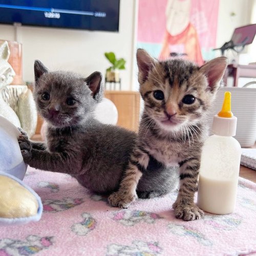 Two adorable kittens, one gray and one tabby, sit on a soft blanket next to a bottle, looking curiously at the camera.