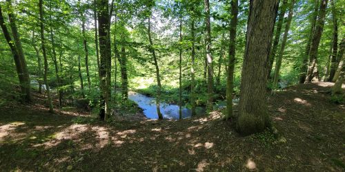 A serene forest scene with lush green trees surrounding a calm, reflective stream under bright sunlight.