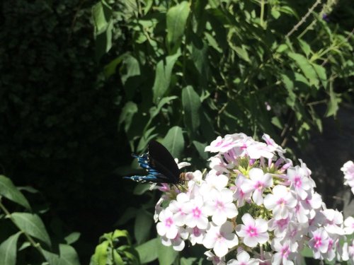 A black butterfly with blue accents perched on pink and white flowers amidst green foliage.