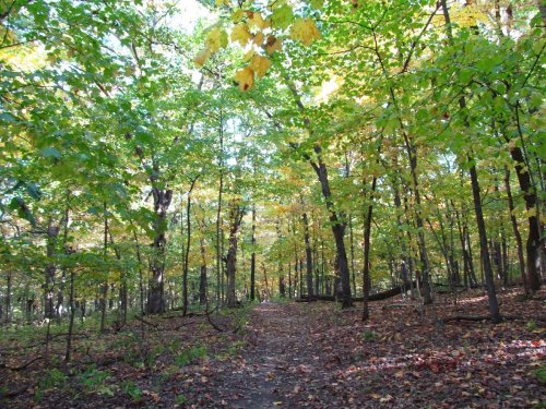 A serene forest path surrounded by vibrant green and yellow leaves, with sunlight filtering through the trees.