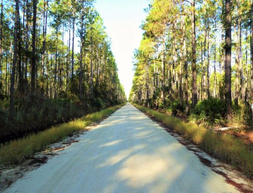 A dirt road stretches through a tall pine forest, flanked by greenery on either side under a clear blue sky.