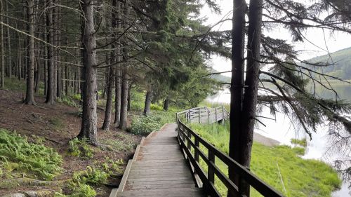 A wooden path winds through a forest, leading to a serene lake surrounded by trees and greenery.
