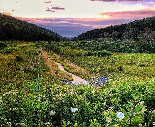 A serene valley at sunset, featuring a winding stream, lush greenery, and colorful wildflowers under a vibrant sky.
