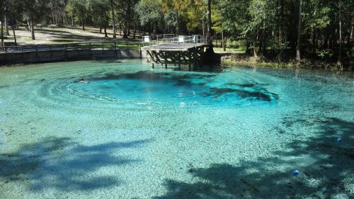 A clear blue spring surrounded by trees, with a wooden platform and a person swimming in the water.