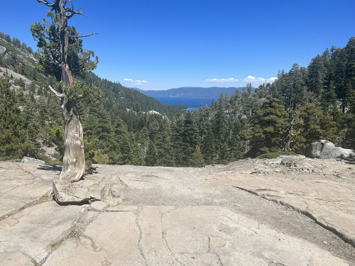 A rocky landscape with a lone tree, overlooking a lake surrounded by forested mountains under a clear blue sky.