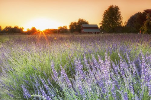 A vibrant lavender field at sunset, with a barn in the background and warm sunlight illuminating the scene.
