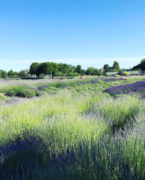 A vibrant field of lavender under a clear blue sky, with green trees and people walking in the distance.