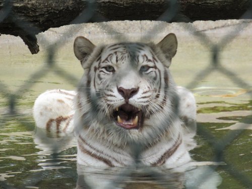 A white tiger with blue eyes sits in water, partially obscured by a chain-link fence.