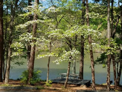 A serene lakeside scene with flowering trees and a picnic table surrounded by greenery.