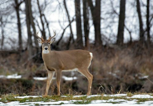 A deer with antlers stands in a snowy landscape, surrounded by trees and grass.