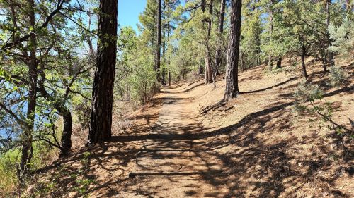 A winding dirt path through a forest of tall trees, with sunlight filtering through the leaves.