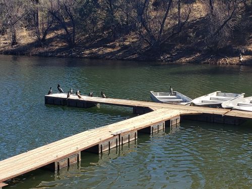 A wooden dock extends over a calm lake, with several birds perched on it and small boats nearby.