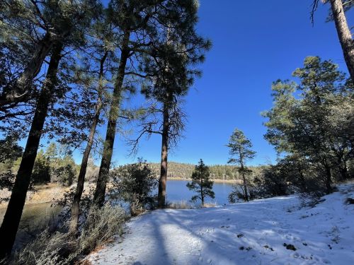 A serene lakeside scene with tall pine trees and a clear blue sky, featuring a snowy foreground.