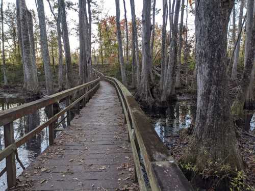 A wooden walkway winds through a forested area beside a calm, reflective waterway. Trees line the path.