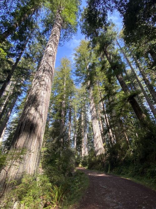 Tall redwood trees tower over a winding path, with sunlight filtering through the lush green canopy above.