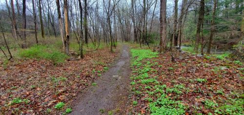 A narrow, muddy path winds through a forest with bare trees and patches of green grass on either side.