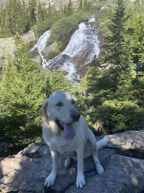 A happy yellow Labrador sits on a rock in front of a waterfall, surrounded by lush green trees.