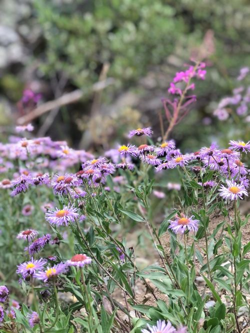 A vibrant field of purple and pink wildflowers in a natural setting, with greenery in the background.