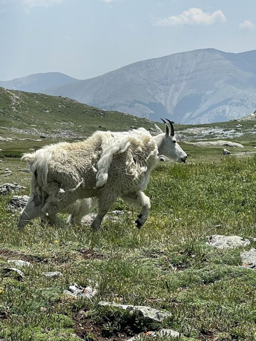 A mountain goat with a thick, fluffy coat runs across a grassy landscape with mountains in the background.