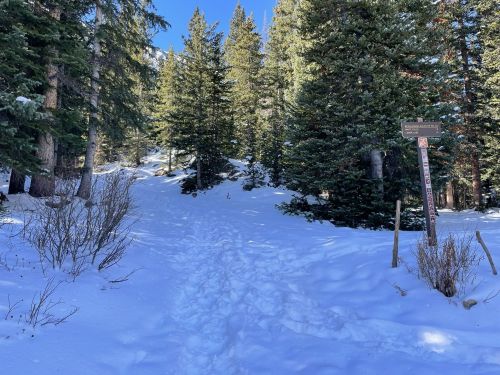 A snowy trail leads into a forest of tall pine trees, with a signpost visible on the right.