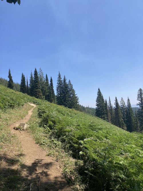 A winding dirt path through lush green ferns, leading up a hillside with tall pine trees under a clear blue sky.
