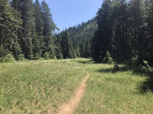 A sunny meadow surrounded by tall trees, with a winding dirt path leading through the lush green grass.