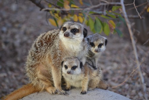 A group of three meerkats sitting together on a rock, surrounded by foliage.