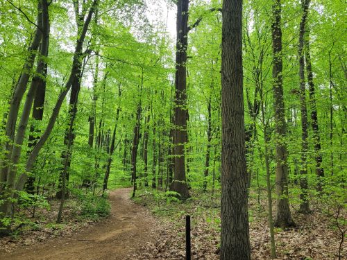 A winding dirt path through a lush green forest with vibrant leaves and tall trees.