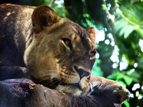 A close-up of a lioness resting on a rock, surrounded by lush green foliage.