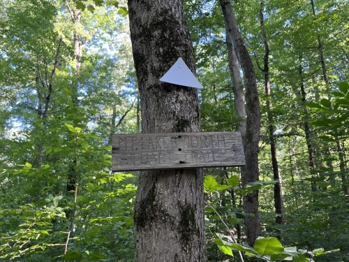 Wooden trail sign on a tree in a lush green forest, indicating directions with a triangular marker above.